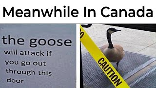 Memes About Canadians [upl. by Godbeare]