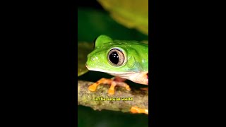 Frogs and the Battle for Survival Explore Their Wild Worldquot shots shortvideo [upl. by Geibel]