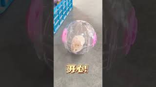 cute hamster 鼠鼠我呀，有新玩具了呢金絲熊 倉鼠 寵物 萌寵 今日份小可愛已上線765 [upl. by Ollayos919]