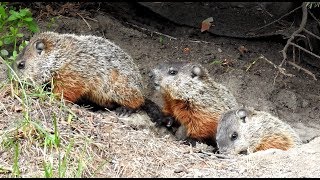 Marmottes siffleux bébés  Groundhog Woodchuck Marmot [upl. by Orrocos314]