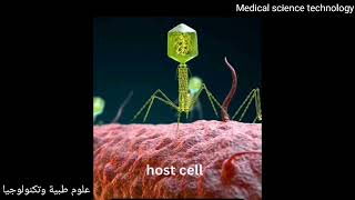 bacteriophage cocktail shows promiseagainst bacteriacarbapenemresistantKlebsiellapneumoniae [upl. by Animrelliug]