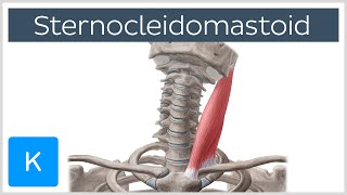 Sternocleidomastoid Muscle Function amp Anatomy  Human Body  Kenhub [upl. by Hasheem]