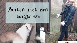 Hoe leer je je kat buiten te lopen aan de lijn [upl. by Rodgiva52]