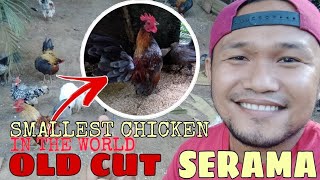 OLD CUT MALAYSIAN SERAMA BANTAM  FILIPINO BREEDER  SERAMA PHILIPPINES [upl. by Haerb]