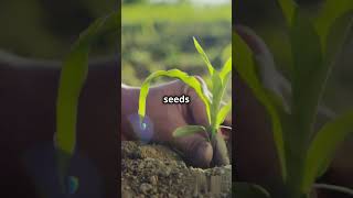 Gods Design for Growth – Genesis 111 Explained bibleshorts facts bible [upl. by Frasier]