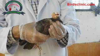 Ornithosis Disease In Birds  Birds Treatment  Dr Nagender Yadav [upl. by Neenahs837]