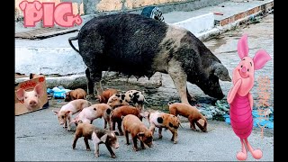 Mamãe Porca passeando com os seus dez porquinhos pelas ruas da cidade  Mother Pig Madre Cerdo [upl. by Hcirdeirf]