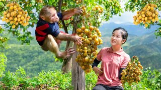 Harvesting Kumquat Goes to the market sell  Lý Thị Ngọc [upl. by Asselem]