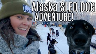 AMAZING Alaska Dog Sledding Adventure [upl. by Trust339]