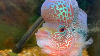 Flowerhorn Cichlid [upl. by Ravid255]