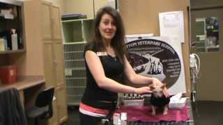 Vet in Calgary Demonstrates eye cleaning and eye drops in cats [upl. by Primrosa148]