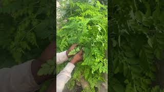 Most nutritious super food plant in the world farming gardening plants shorts anjrural [upl. by Attennhoj]