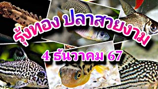 รุ้งทอง ปลาสวยงาม จตุจักร กทม ส่งปลาได้ทั่วประเทศ NCO544 [upl. by Ollehto]