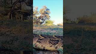 Angry Puff ADDER [upl. by Dowell28]