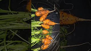 Organic heirloom carrots  fall crop greenhouse gardening  mushroom based microbes [upl. by Kliber]