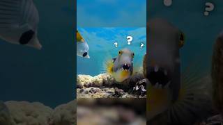 Whats Hiding Underwater That Will Blow Your Mind wildlife fish animals wildlifestory [upl. by Englis]