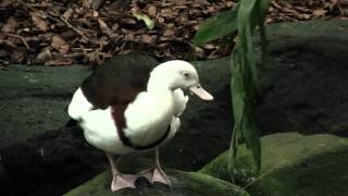 Radjah Shelduck or Burdekin Duck Tadorna radjah  Radjahgans [upl. by Baer]