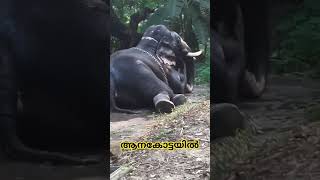 Elephant Anakota Guruvayur [upl. by Andromada329]