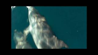 Playful Dolphin at Topsail Island NC off the boats bow wake [upl. by Shute873]