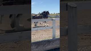 Horse show live Markham Fair 2024 [upl. by Cedar]