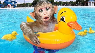 KiKi Monkey go swimming with ducklings at the swimming pool and play with puppies  KUDO ANIMAL KIKI [upl. by Auston]