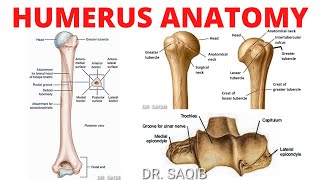 Humerus Anatomy [upl. by Shirley]