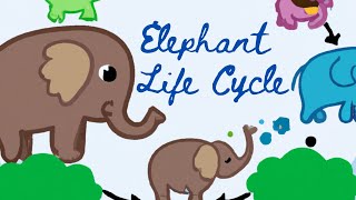 Life Cycle of an Elephant  Understanding the Life Cycle of Elephants [upl. by Carlina]