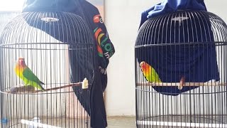 NgeTrack Love Bird RARA Vs Love Bird NONI Habis Nge Gantang di Atas Gantang di Bawah Lagi [upl. by Anaek]