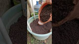 How to make planting media in pots [upl. by Atirres561]