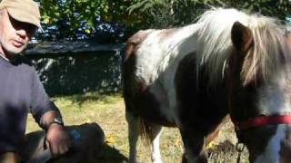 Anglès du Tarn 81  Poneys fourbus  le diaporama du parage [upl. by Anglim278]