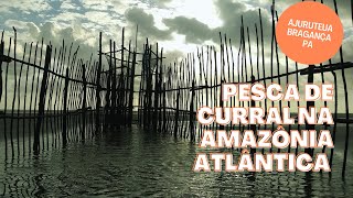 Pesca de Curral na Amazônia Atlântica  Praia de Ajuruteua em BragançaPará [upl. by Marena]