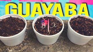 CÓMO SEMBRAR GUAYABA ROSA Y AMARILLA 🌱 [upl. by Eivla]