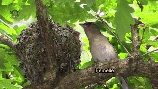 PINSON des ArbresNichéeNestFringilla coelebs  BRUITX [upl. by Gerger]