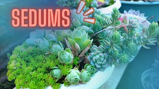 SEDUMS de la colección echeveria succulent [upl. by Adierf427]