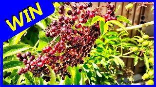 Elderberries  First Time Producing Berries 2019 York and Nova [upl. by Auqinaj]