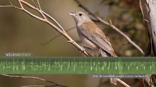 Grey Shrikethrush Sounds  Song and Calls [upl. by Rush]