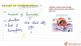 What is diapedesis [upl. by Blasius]