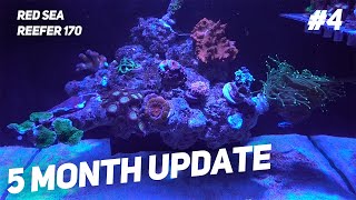 Red Sea Reefer 170 Floating Aquascape Month 5 Update [upl. by Nalon585]