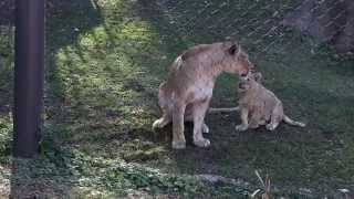 Lion cubs playing at the Philadelphia Zoo [upl. by Nozicka124]