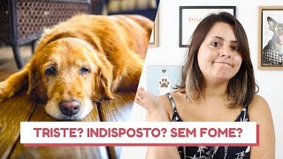 Saiba identificar se um cão está com anemia [upl. by Anidene794]