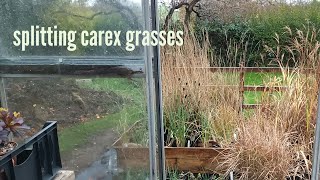 Splitting carex type grasses [upl. by Lotsyrc]