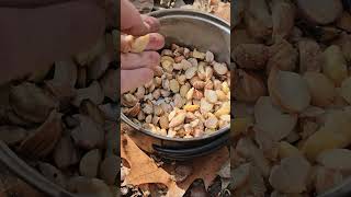 How to eat acorns  hot leaching method by boiling the tannic acid out [upl. by Ward]