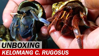 UNBOXING Kelomang Coenobita Rugosus dan Cavipes  Unboxing Video  Crabpedia [upl. by Thoer826]