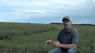 RoundUp Ready Alfalfa vs Conventional with Jeff [upl. by Novhaj537]