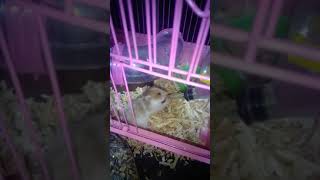 magkasama pa silang taylo hamster 🐹🐹🐹 dagang costa sa isang Cage 6 [upl. by Anirrehs683]