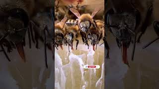 Bees collecting nectar to make honey in their hives bees honeybees honey [upl. by Westbrook]