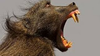 Baboon Fight  Chacma  Sony DEV 5  Filmed by Greg Morgan [upl. by Ayiram]