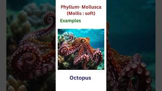 Mollusca phyllum mollusca [upl. by Atinuj]