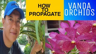 How to Propagate Vanda Orchids tips Vanda How to cut the stem of Vanda orchids [upl. by Razec198]