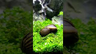 🔴 Como Reproducir Caracoles CebraCaracoles Neritina Natalensis [upl. by Filmer829]